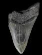 Partial, Megalodon Tooth - Georgia #56730-1